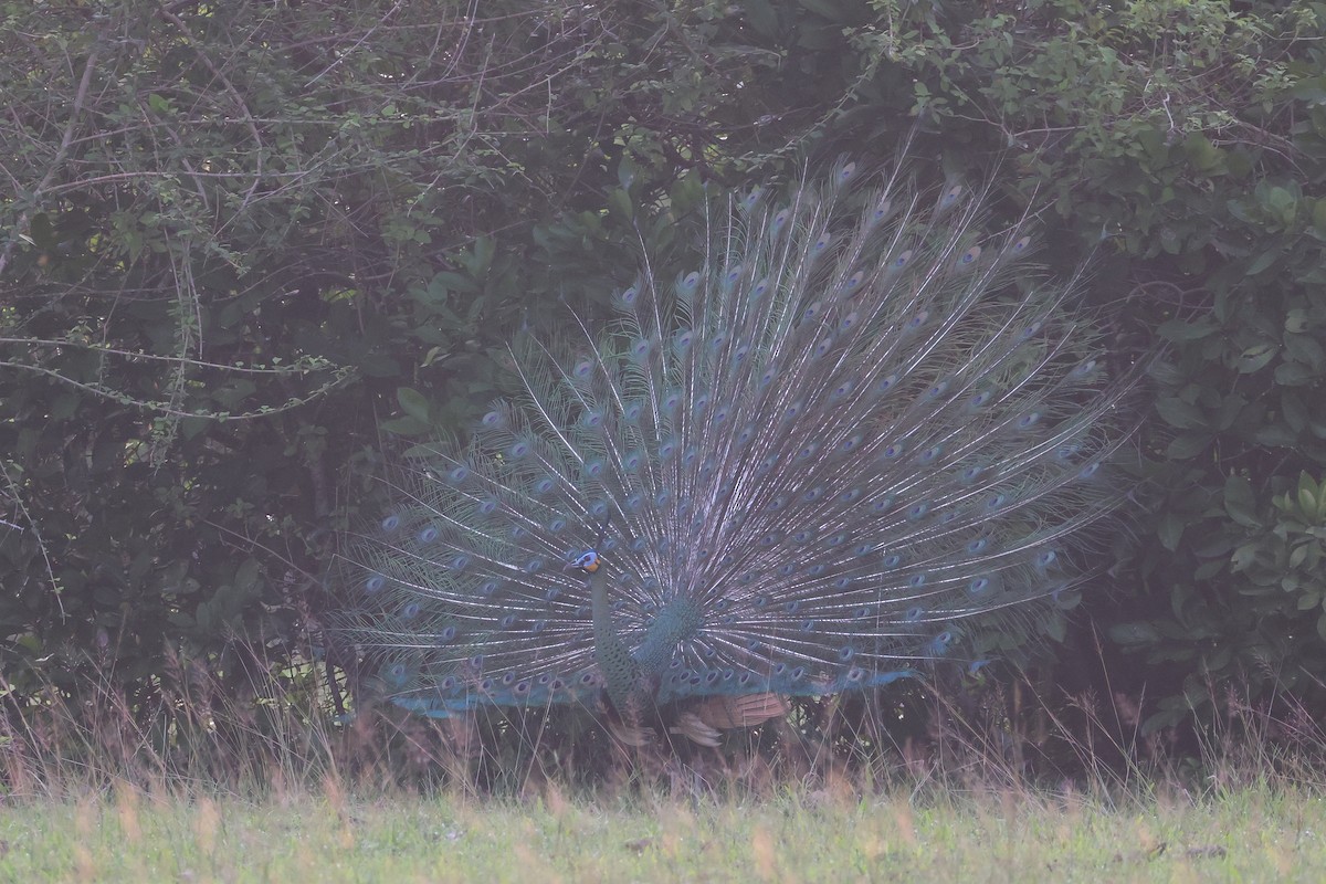 Green Peafowl - ML642143911