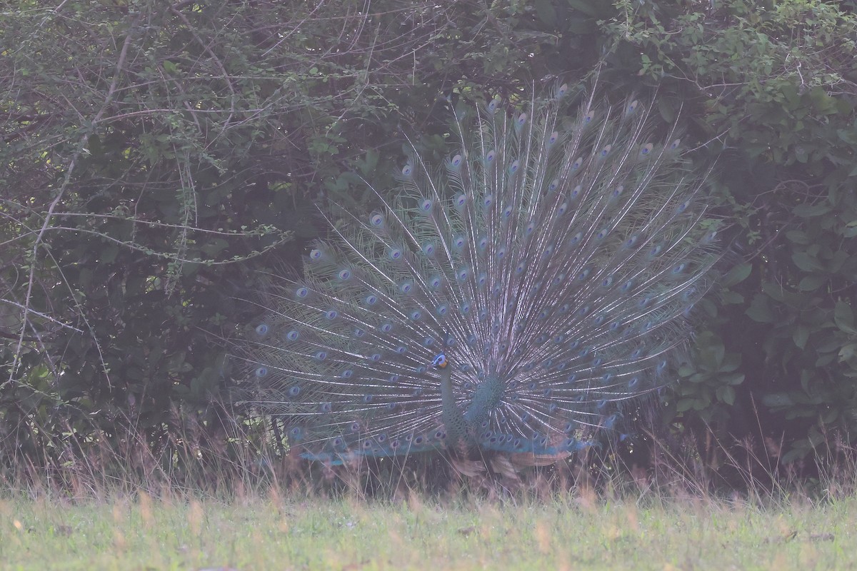 Green Peafowl - ML642143912