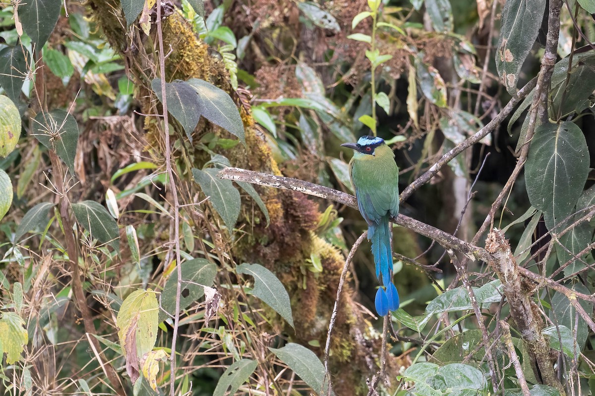Andean Motmot - ML642143914