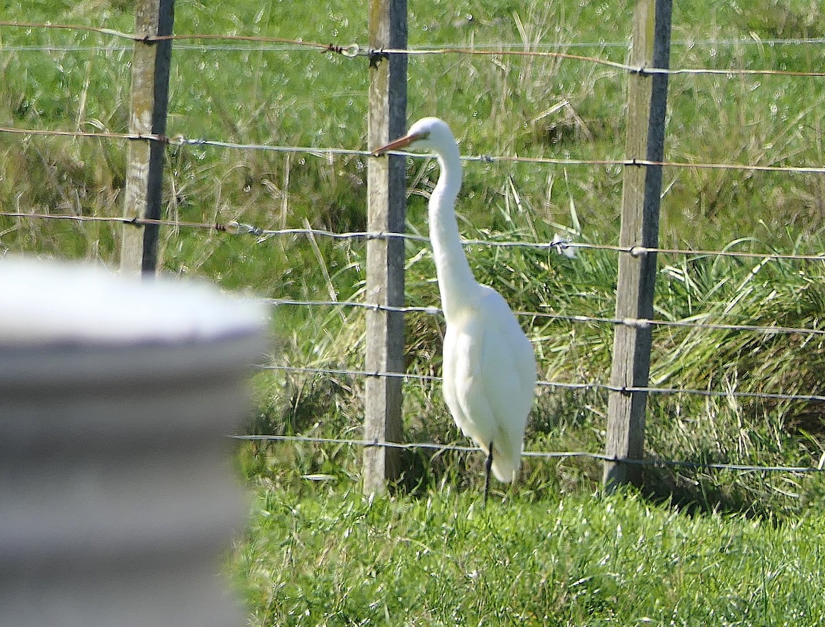Great Egret - ML642143916