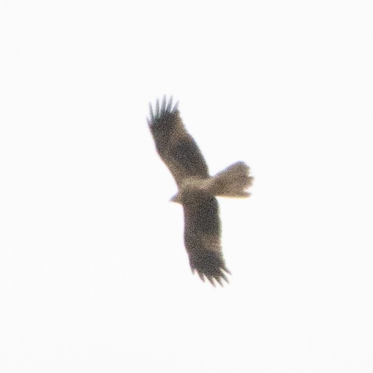 Whistling Kite - ML642143917