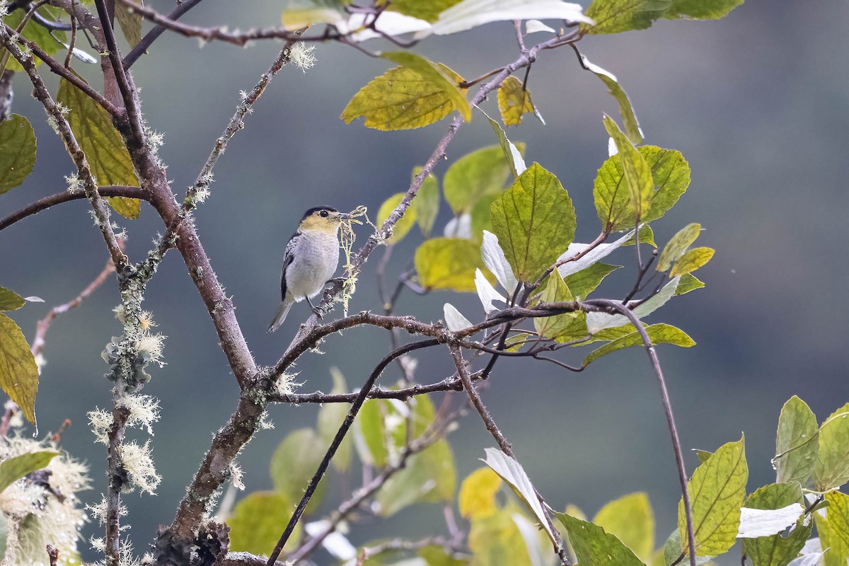 Barred Becard - ML642143918