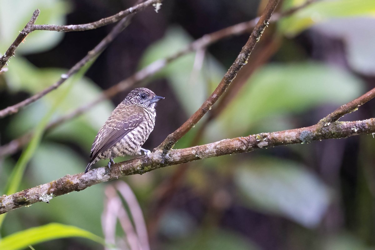 Lafresnaye's Piculet - ML642143919