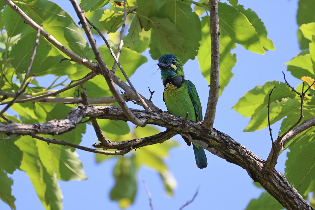 Yellow-eared Barbet - ML642143929