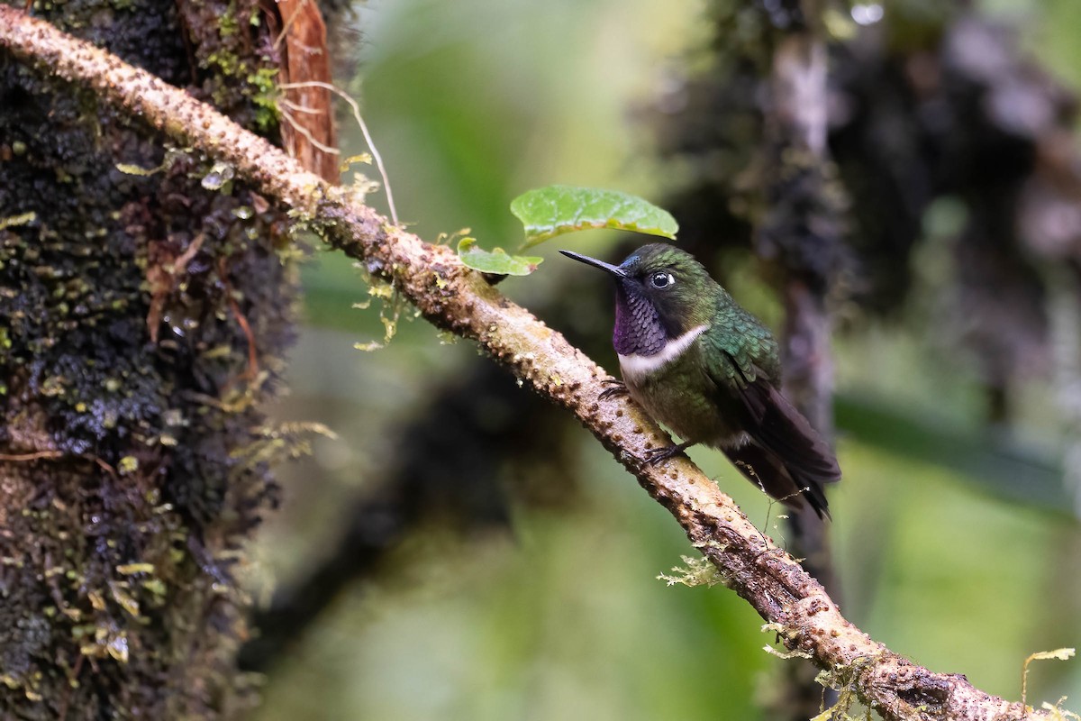 Amethyst-throated Sunangel - ML642143938