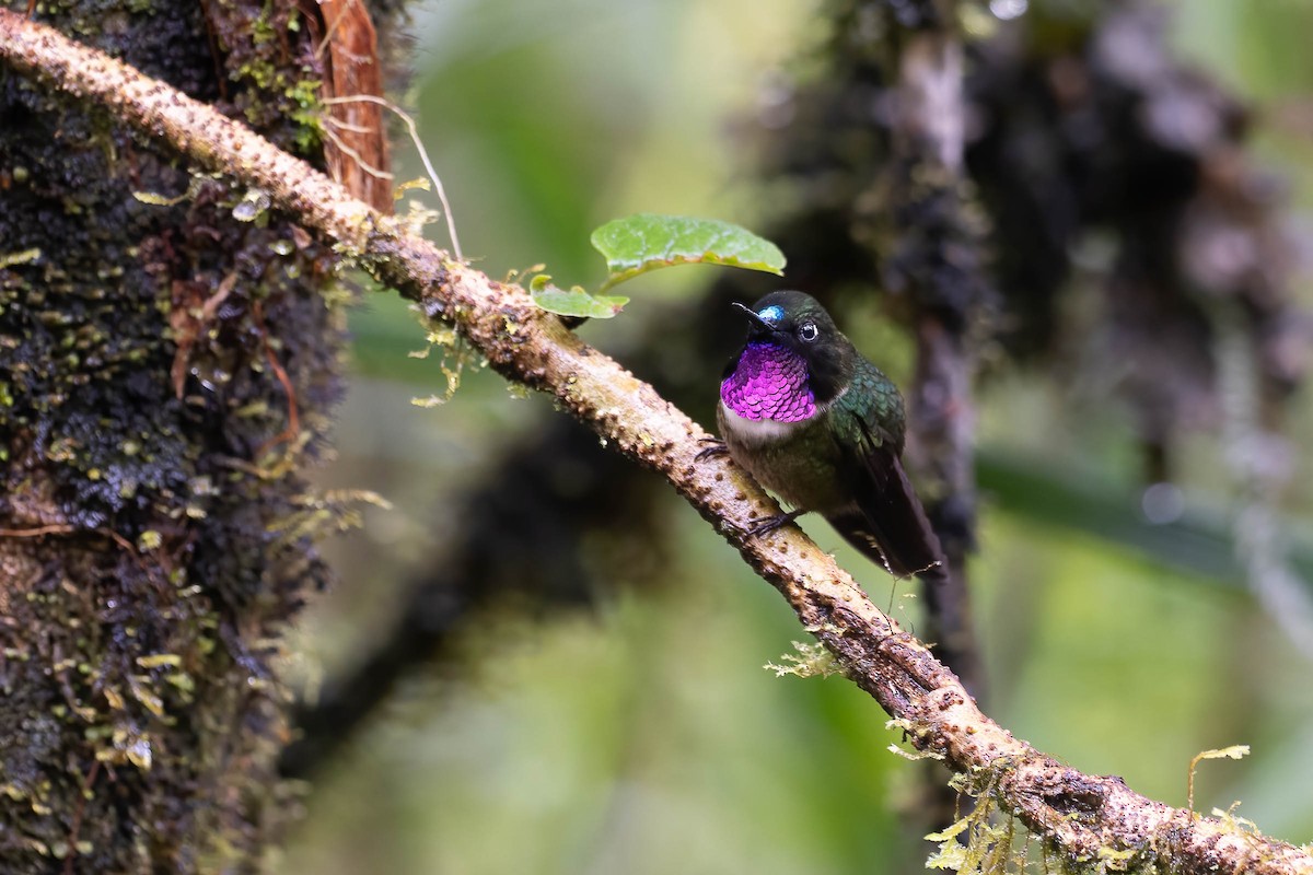 Amethyst-throated Sunangel - ML642143939
