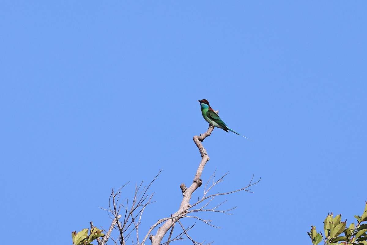 Blue-throated Bee-eater - ML642143944