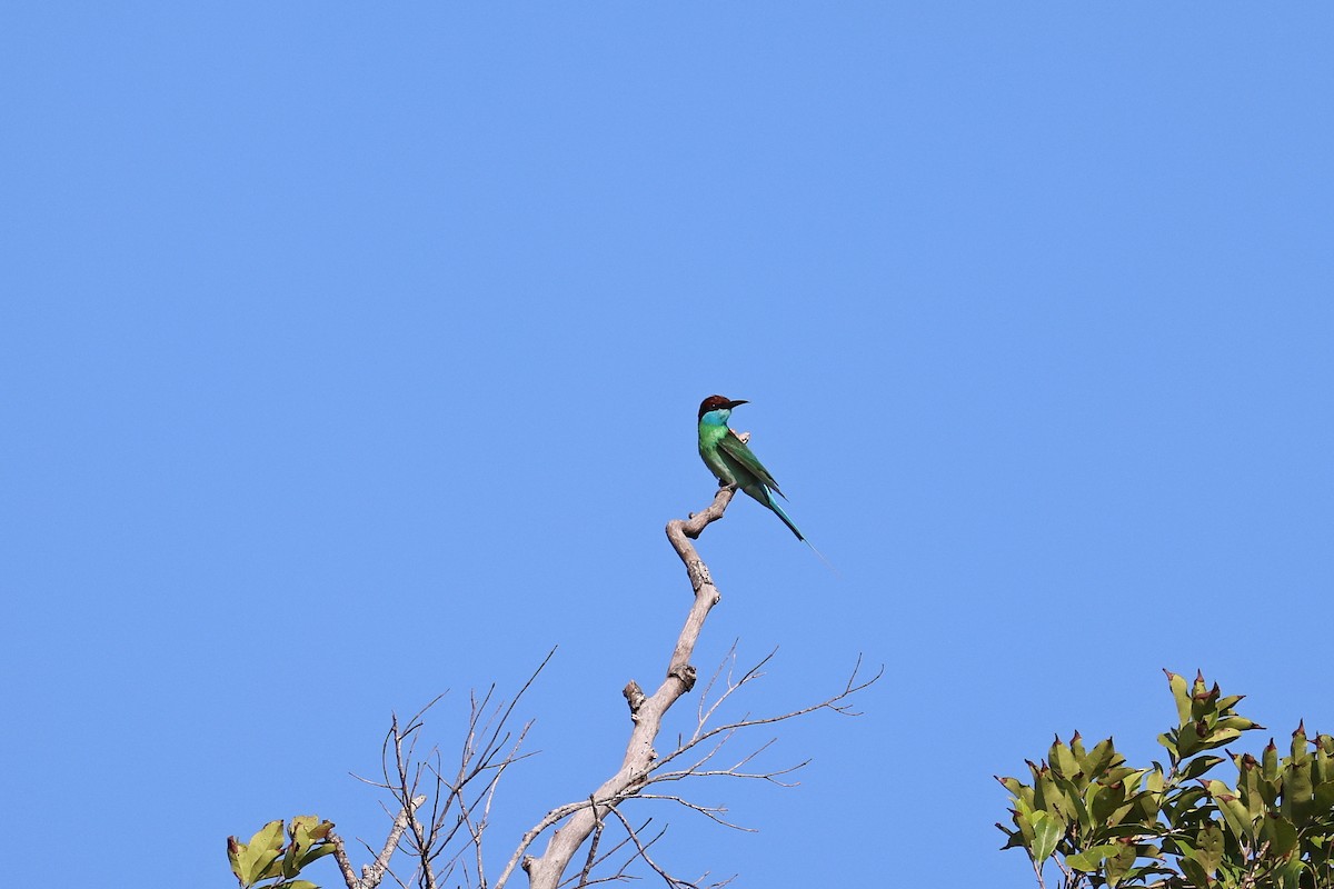 Blue-throated Bee-eater - ML642143945