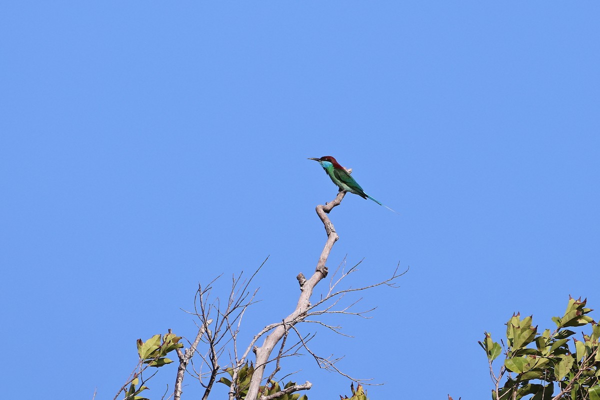 Blue-throated Bee-eater - ML642143946