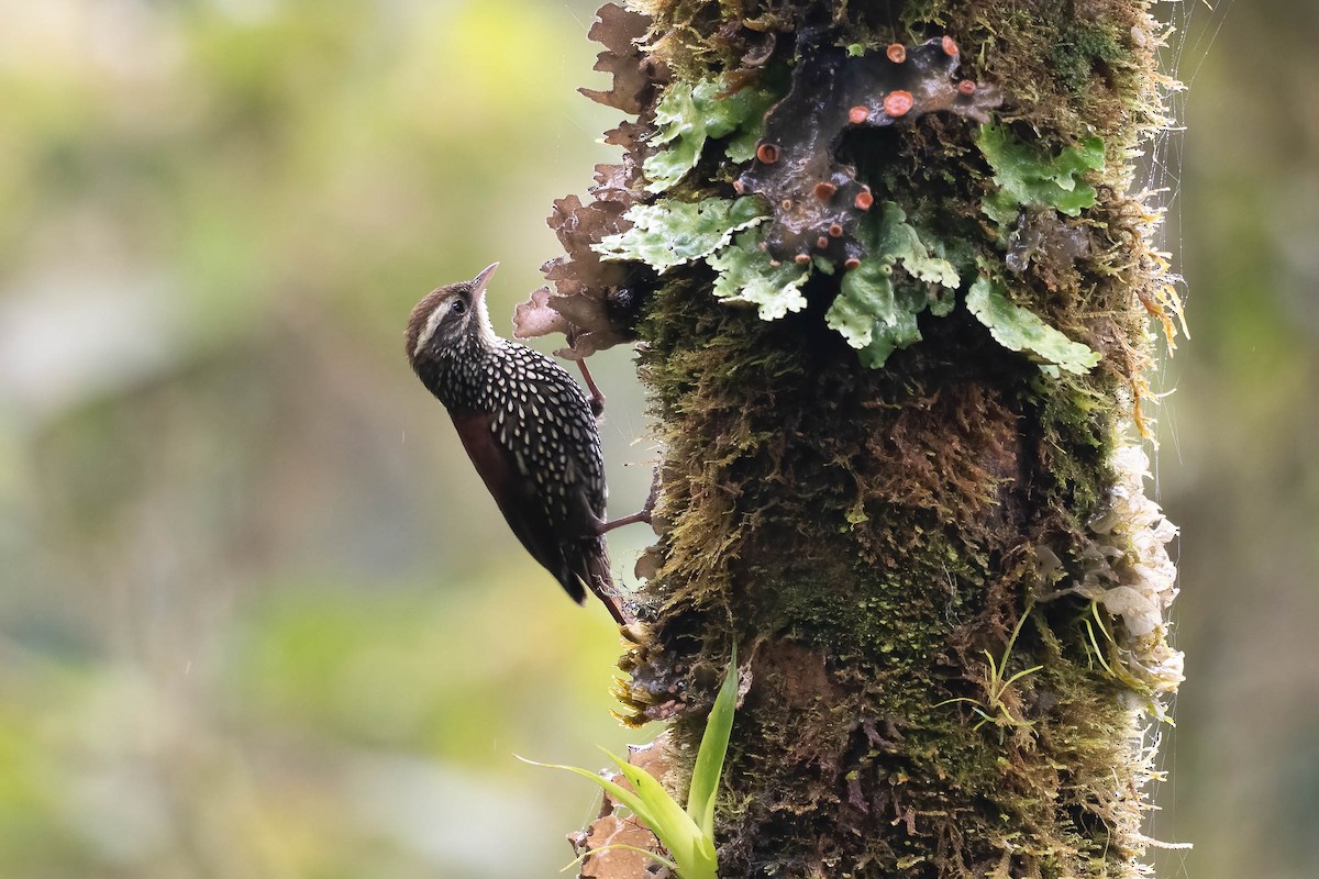 Pearled Treerunner - ML642143947