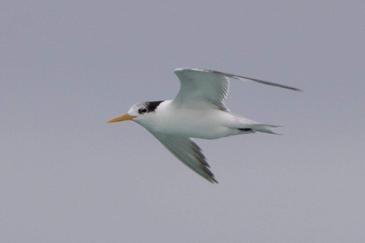 Australian Fairy Tern - ML642143949
