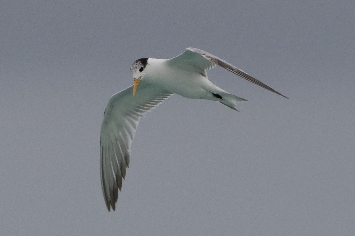 Australian Fairy Tern - ML642143950