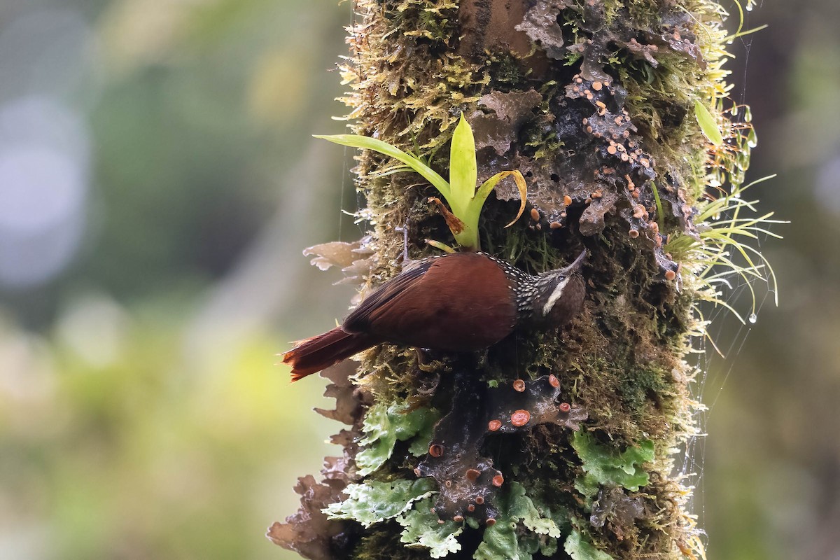 Pearled Treerunner - ML642143952