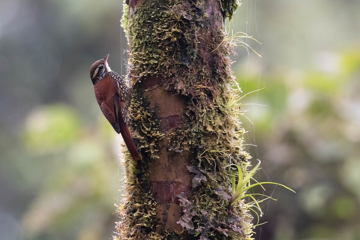 Pearled Treerunner - ML642143953