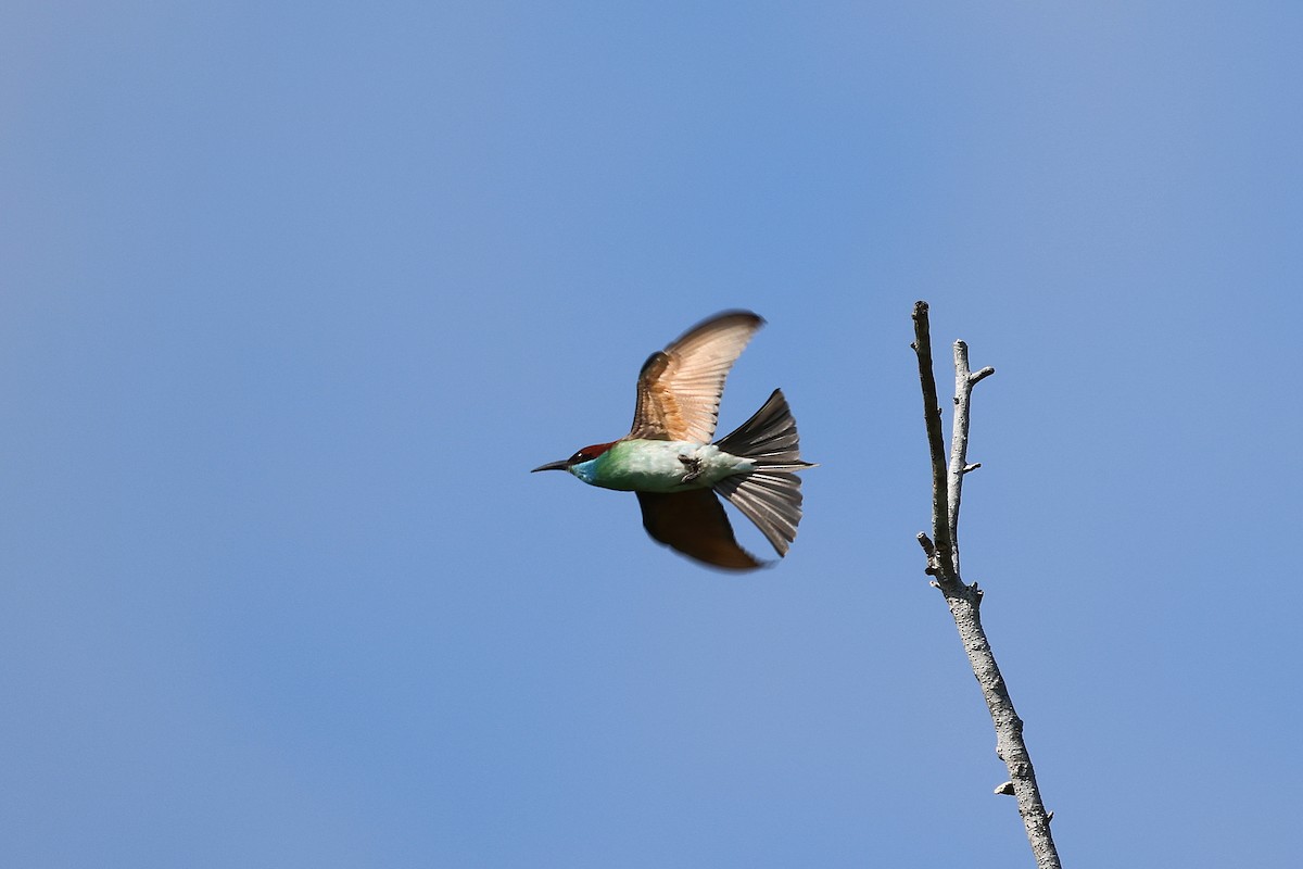Blue-throated Bee-eater - ML642143955