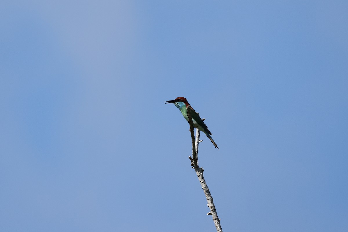 Blue-throated Bee-eater - ML642143956