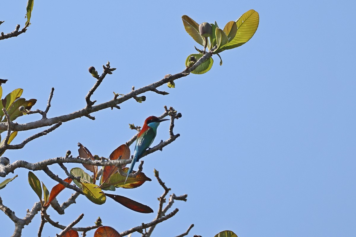 Blue-throated Bee-eater - ML642143957