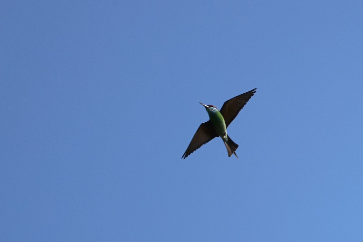 Blue-throated Bee-eater - ML642143958