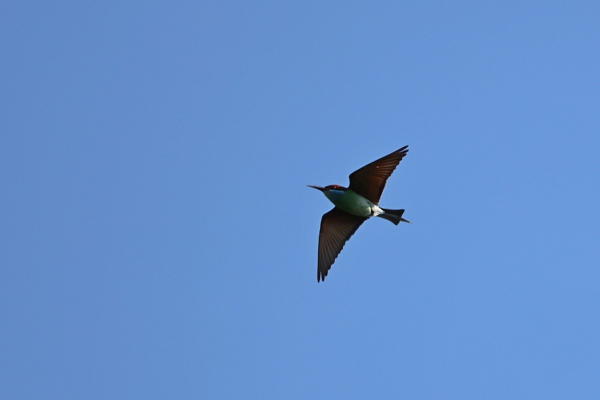 Blue-throated Bee-eater - ML642143959