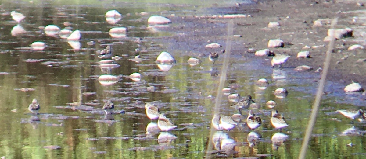 Western Sandpiper - ML642143960
