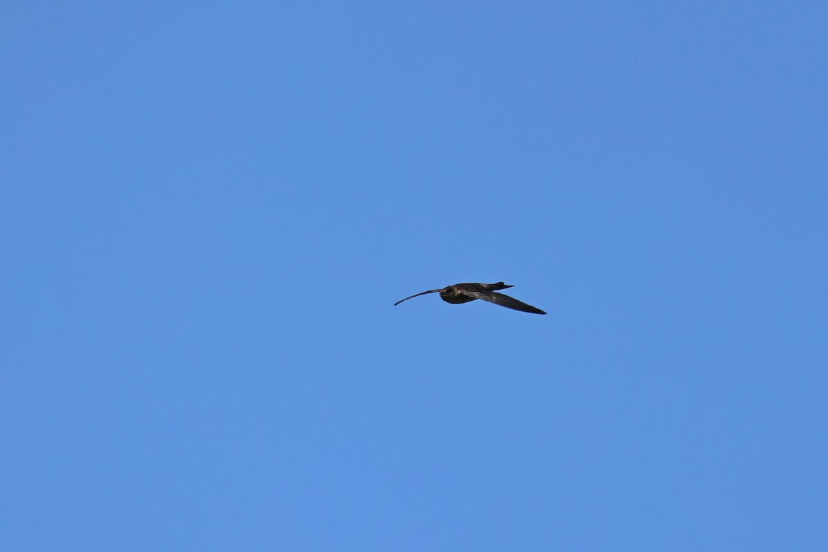 White-nest Swiftlet - ML642143974