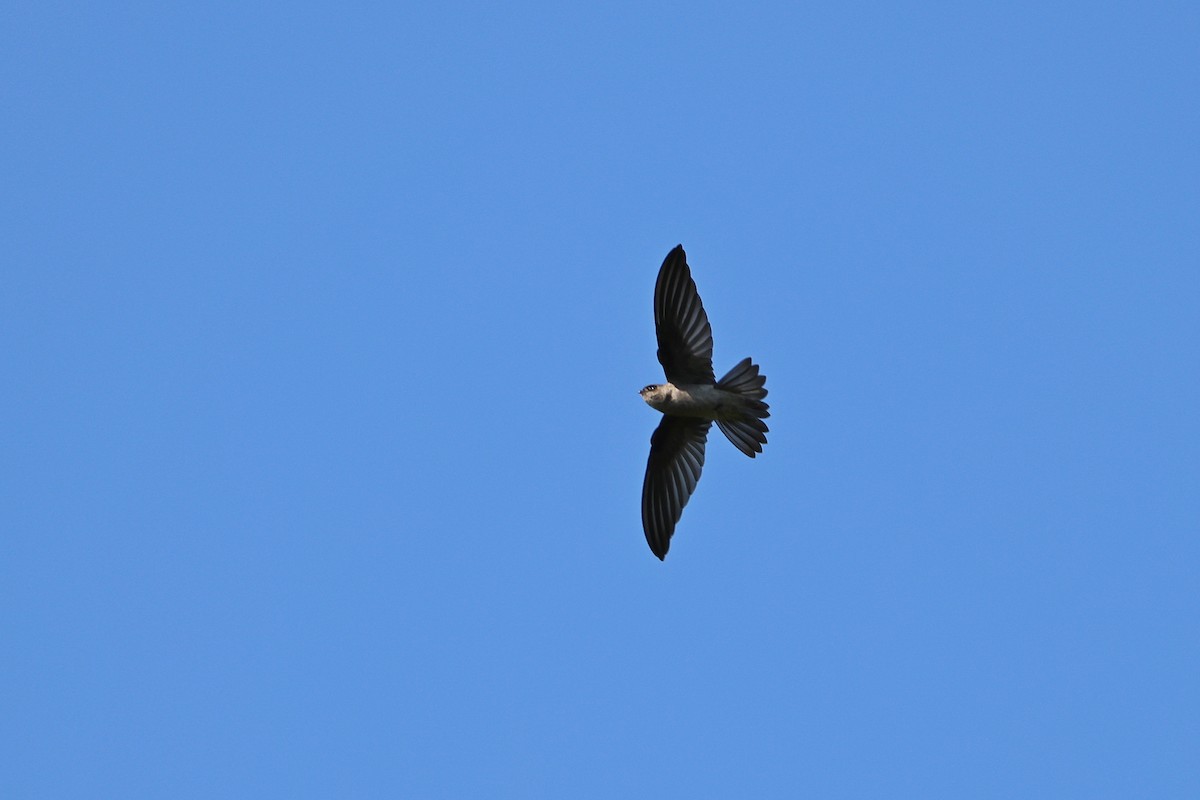 White-nest Swiftlet - ML642143975