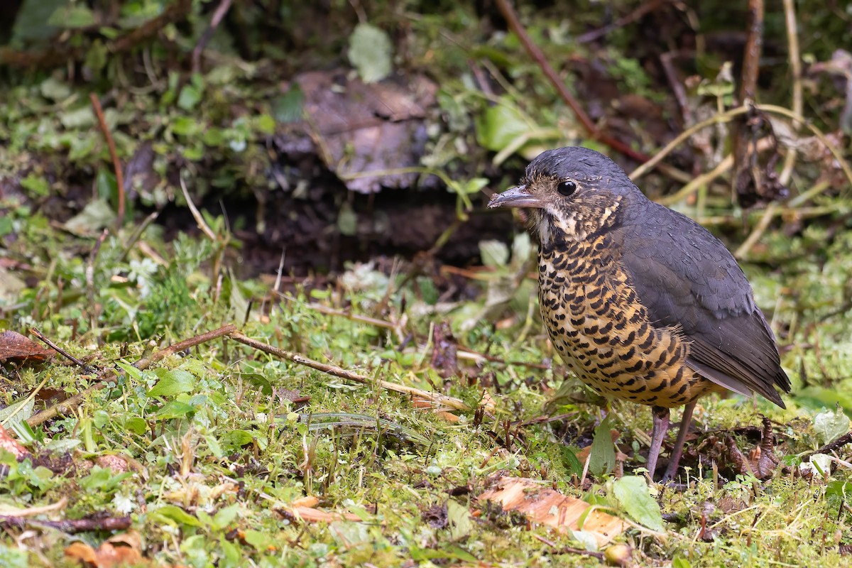 Undulated Antpitta - ML642143976
