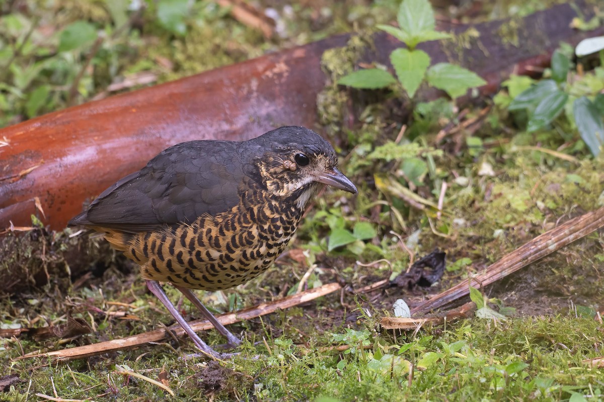 Undulated Antpitta - ML642143977
