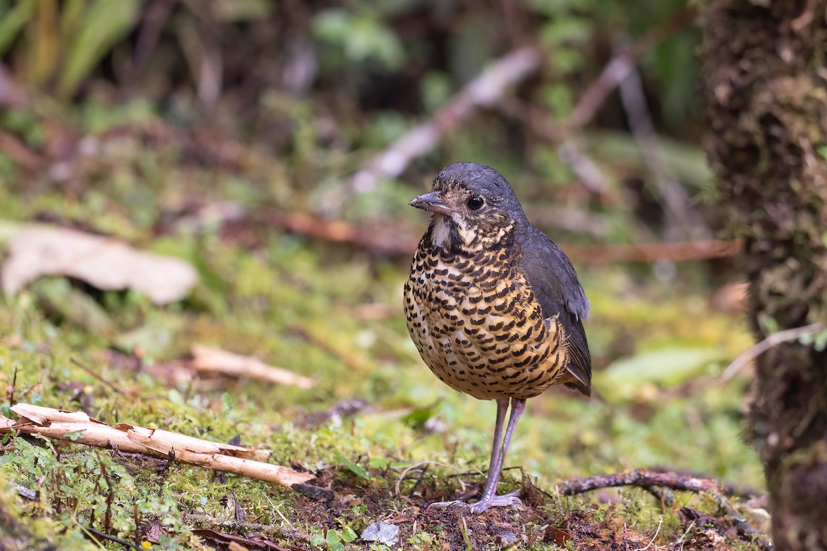 Undulated Antpitta - ML642143978
