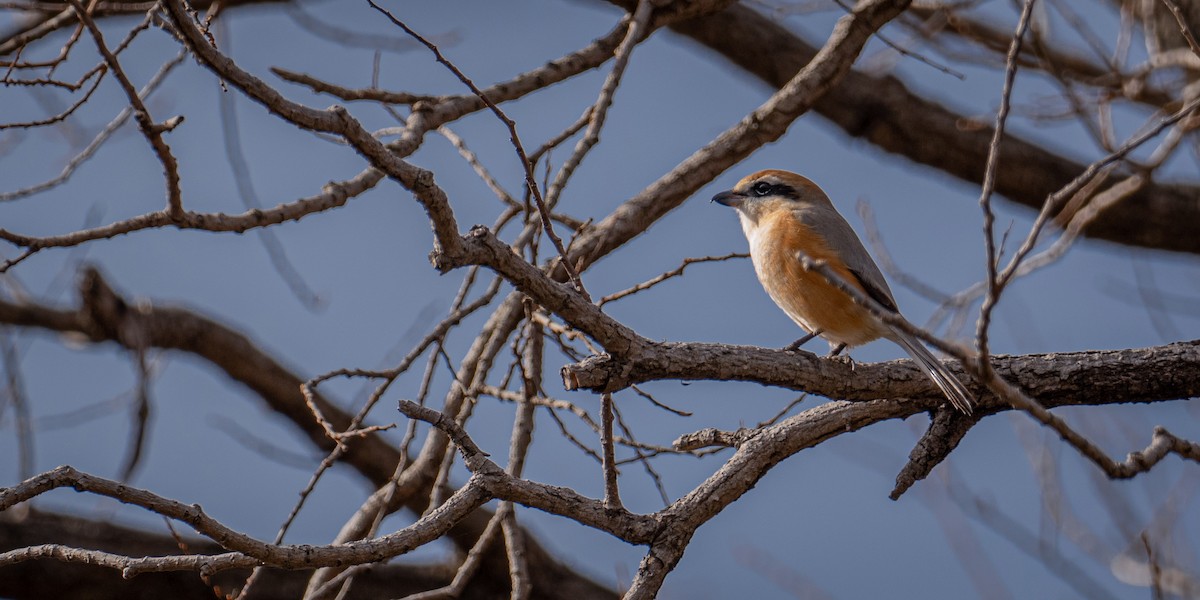 Bull-headed Shrike - ML642143979
