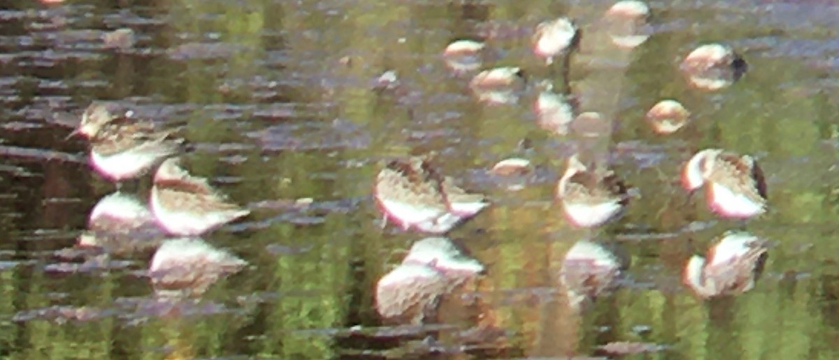 Western Sandpiper - ML642143983