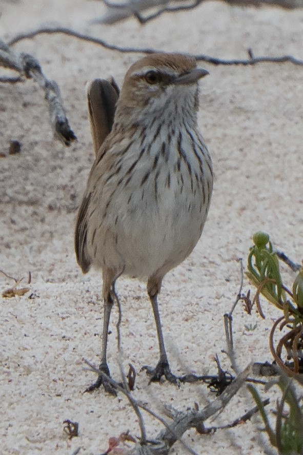 Rufous Fieldwren - ML642143986