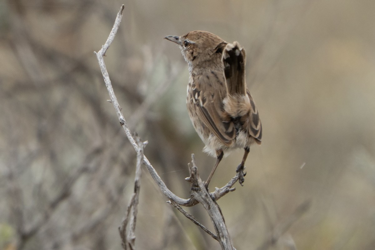 Rufous Fieldwren - ML642143987