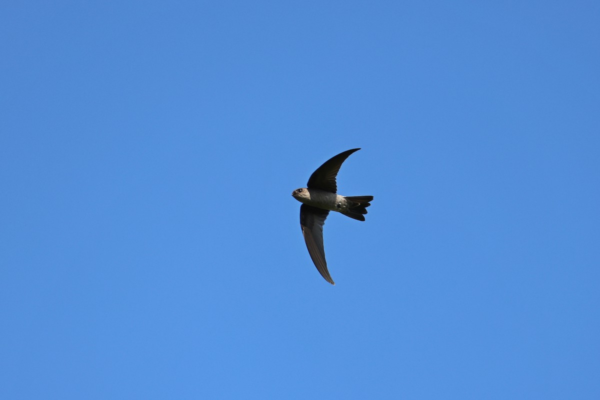 White-nest Swiftlet - ML642143988