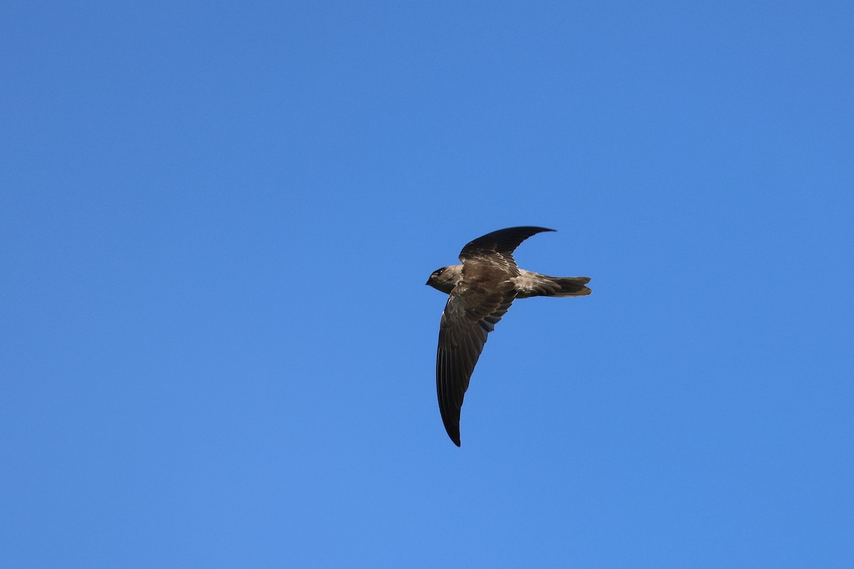 White-nest Swiftlet - ML642143989