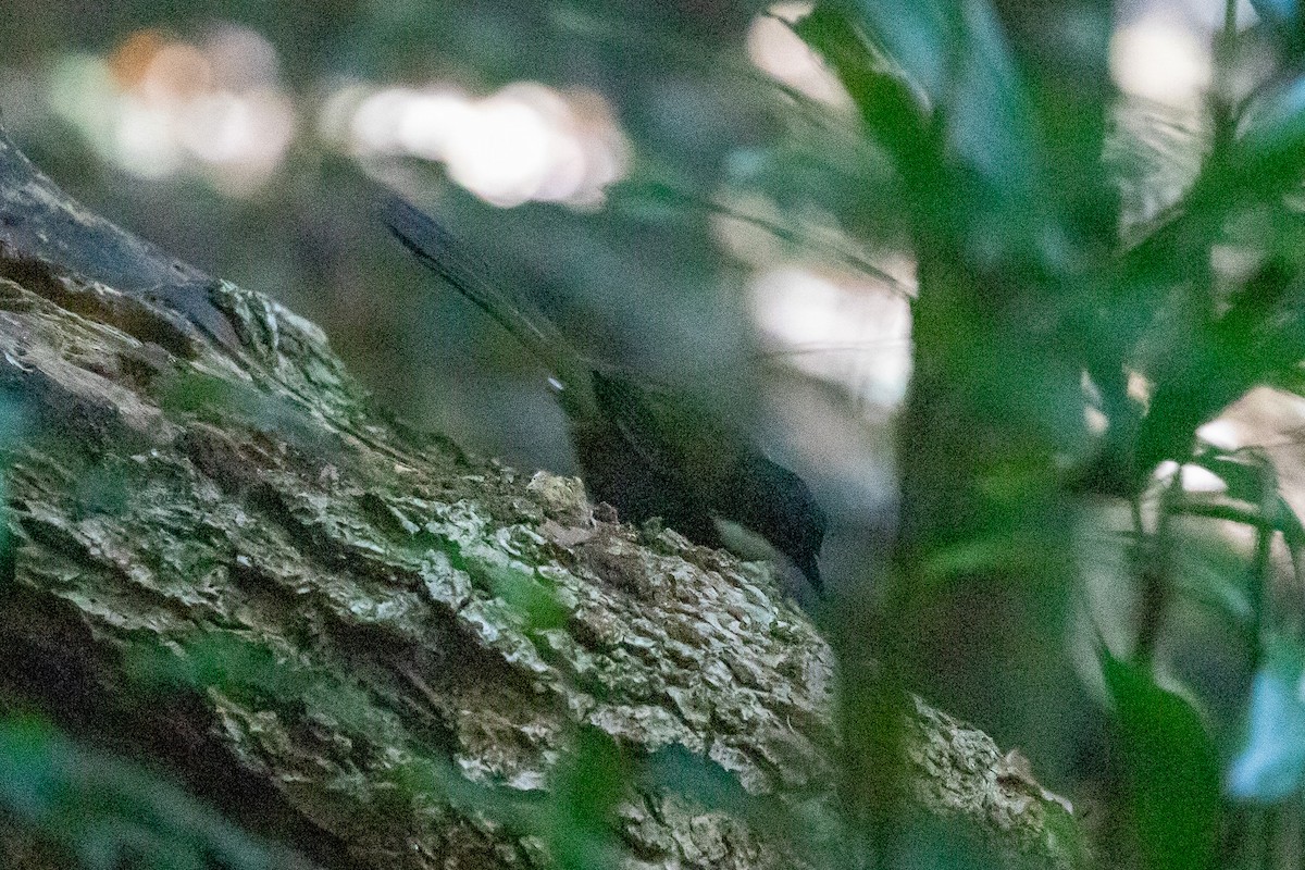 Eastern Whipbird - ML642143990