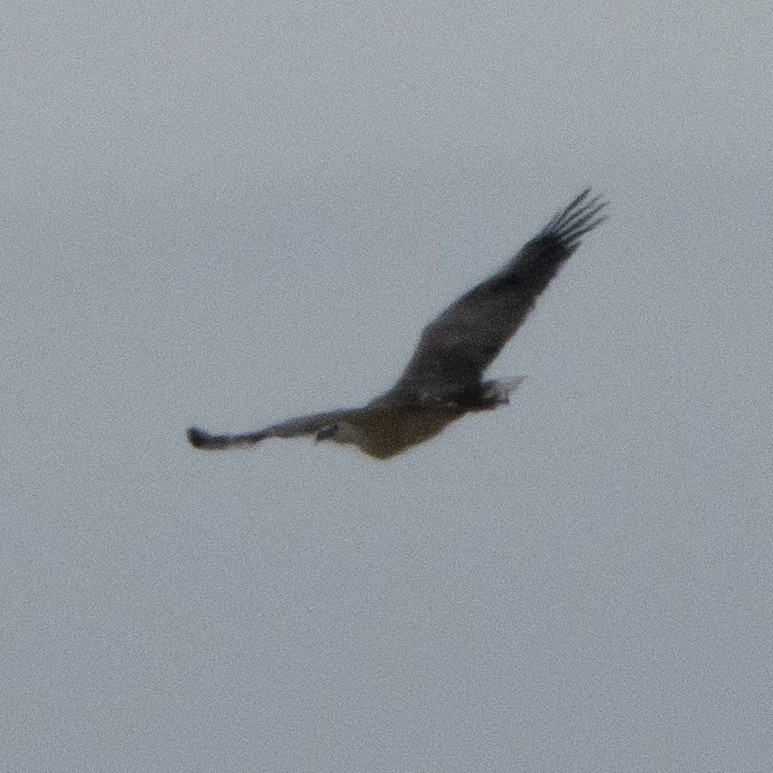 White-bellied Sea-Eagle - ML642143991