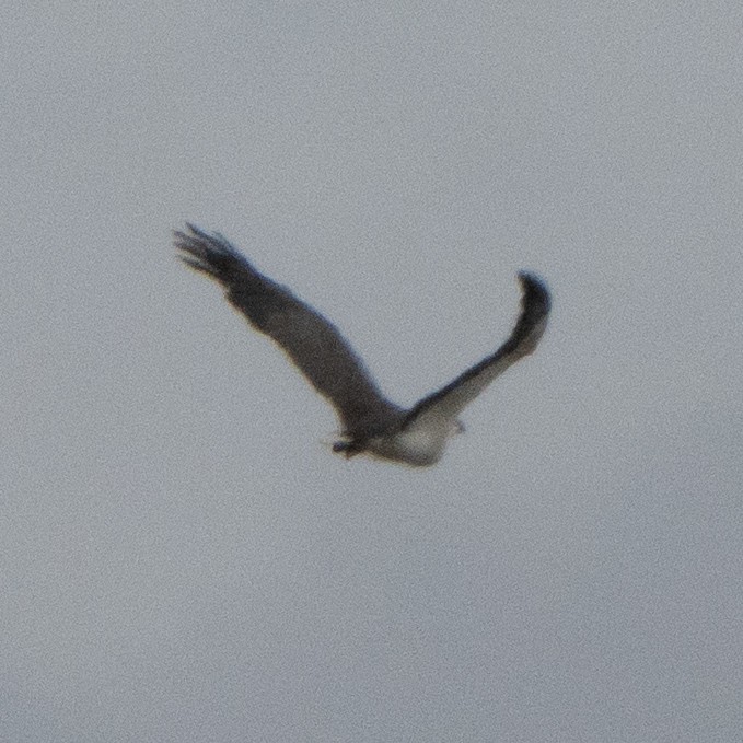 White-bellied Sea-Eagle - ML642143992