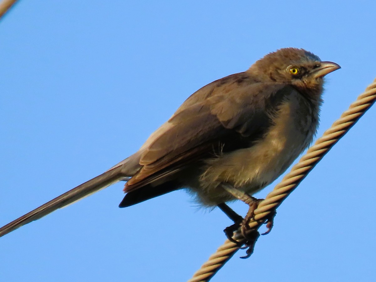 Large Gray Babbler - ML642143993