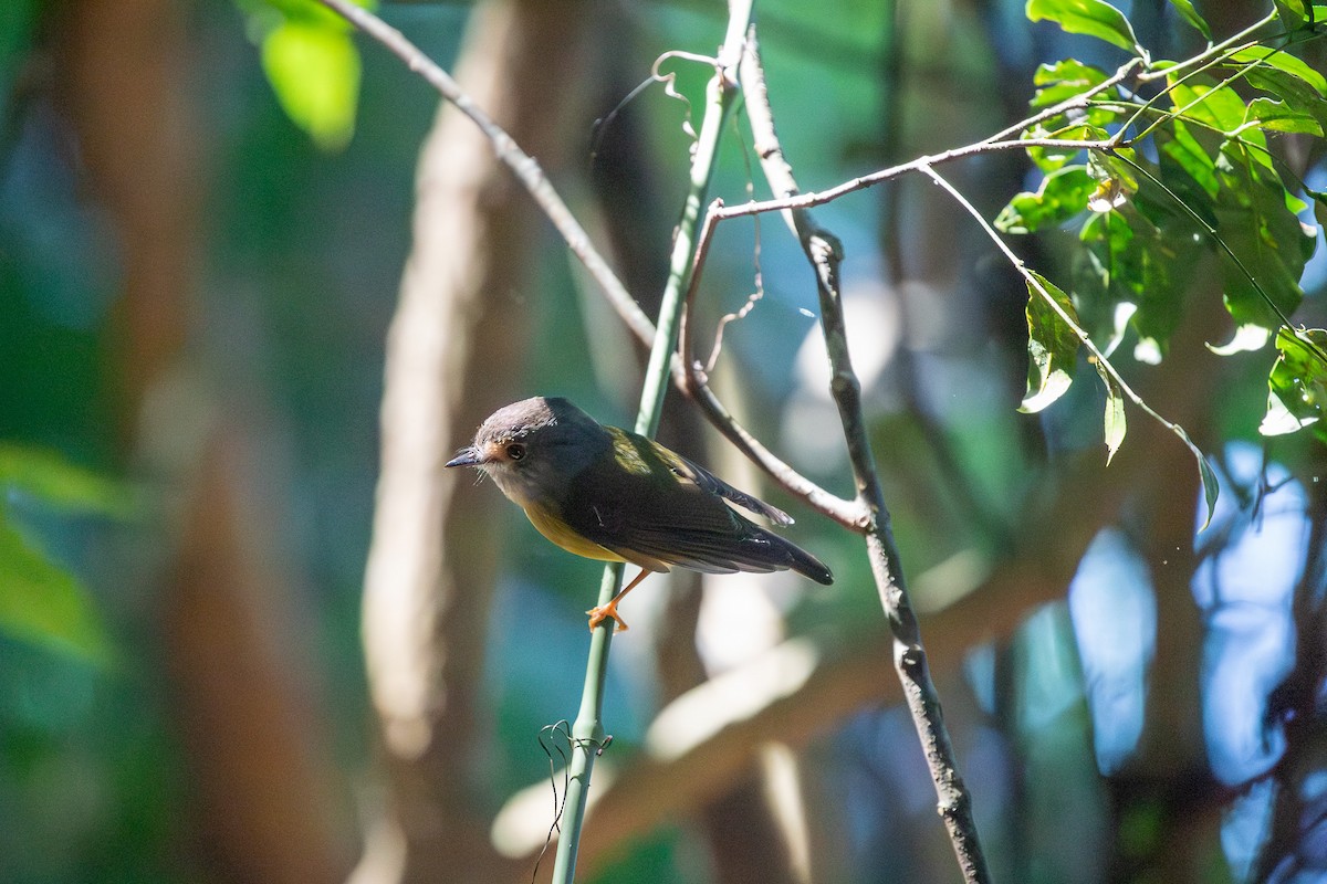 Gray-headed Robin - ML642143994