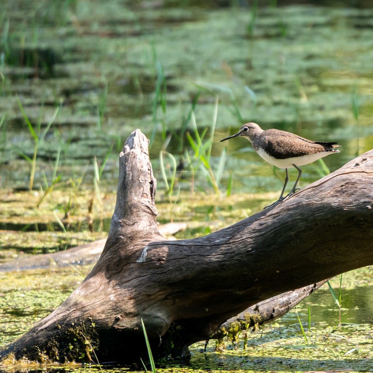 Green Sandpiper - ML642143995