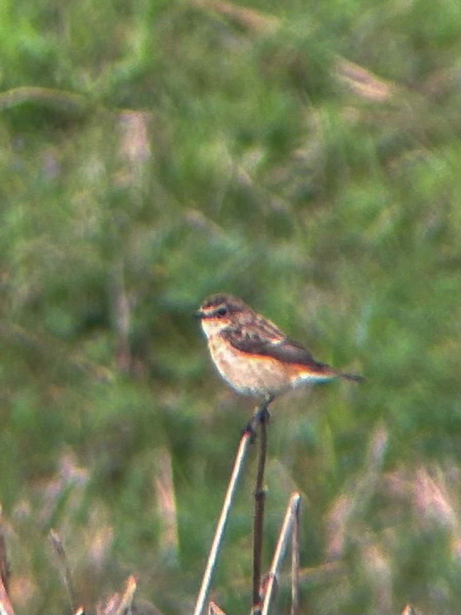 Amur Stonechat - ML642143996