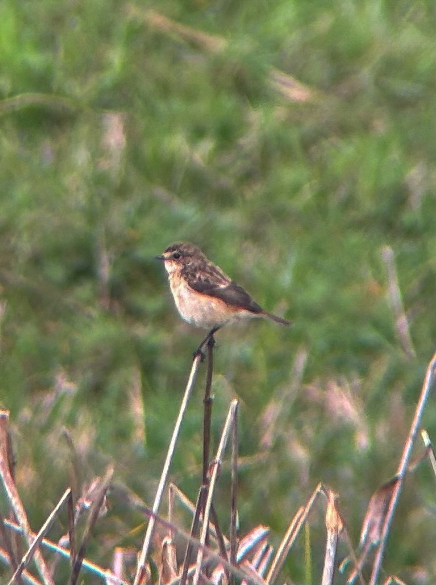 Amur Stonechat - ML642143997