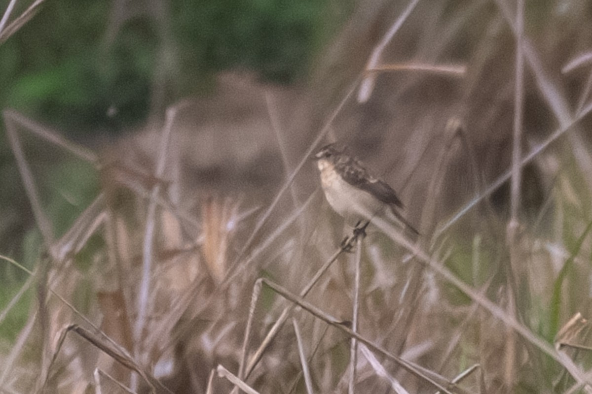 Amur Stonechat - ML642143998