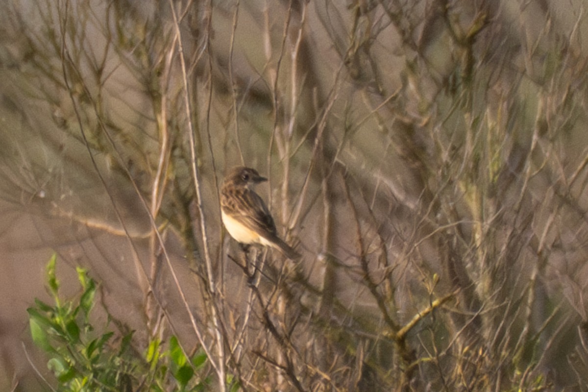 Amur Stonechat - ML642143999