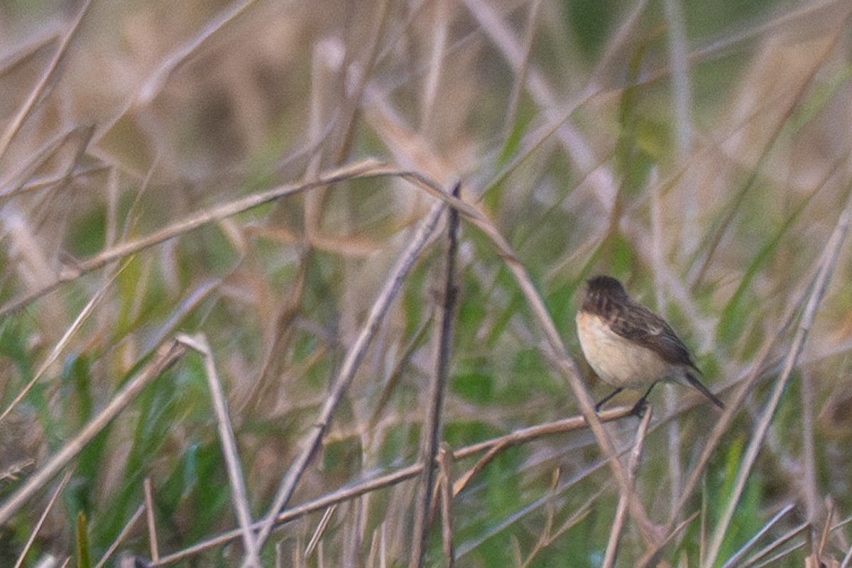 Amur Stonechat - ML642144000
