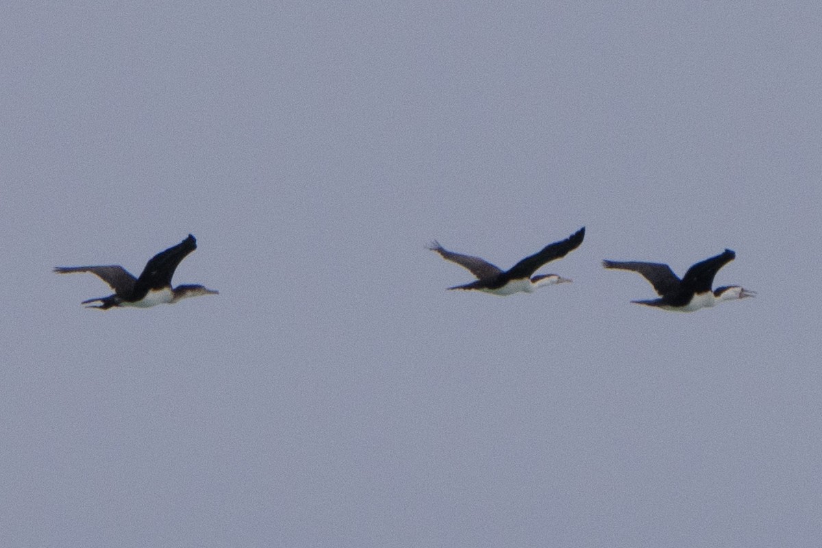 Pied Cormorant - ML642144002