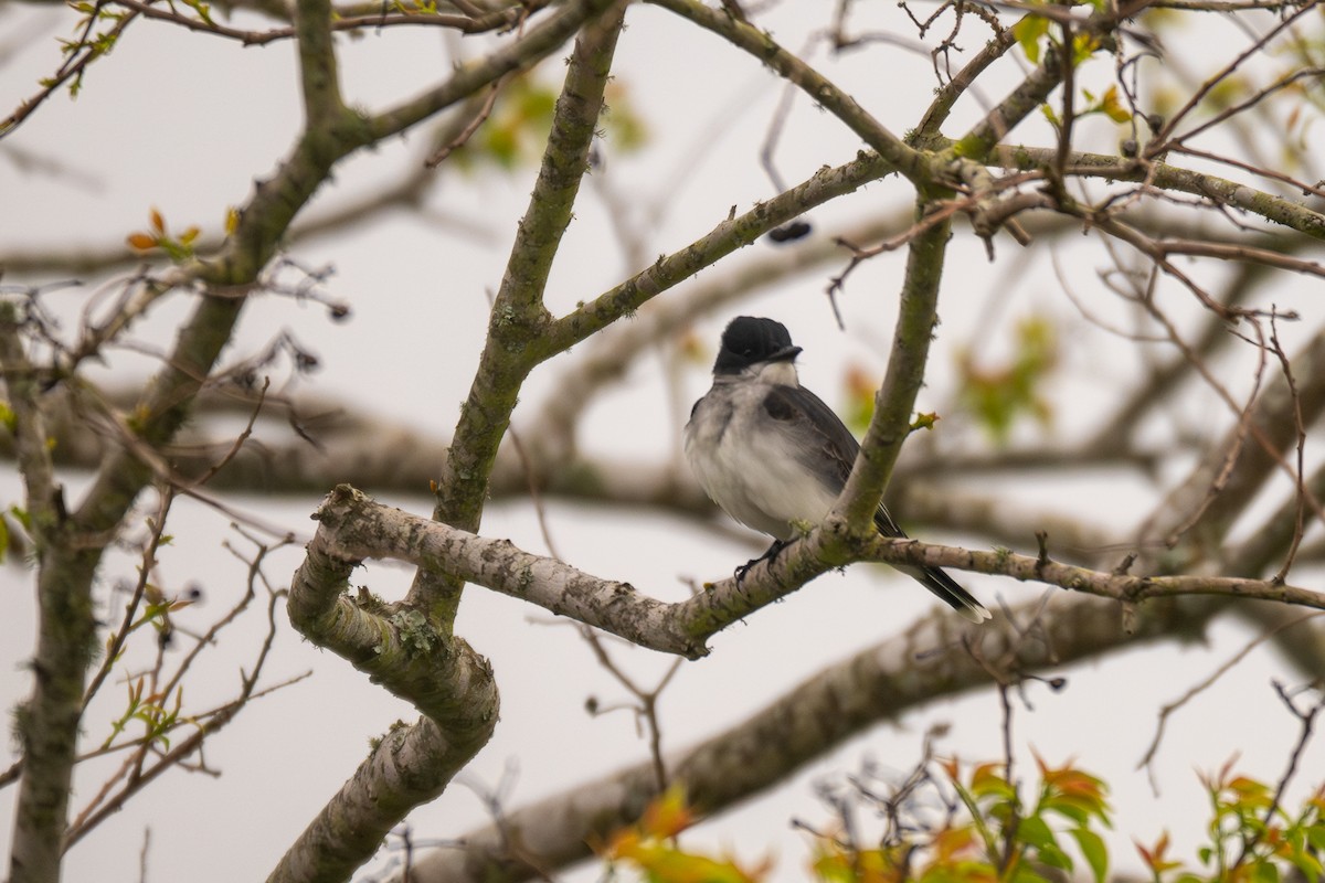 Eastern Kingbird - ML642144005