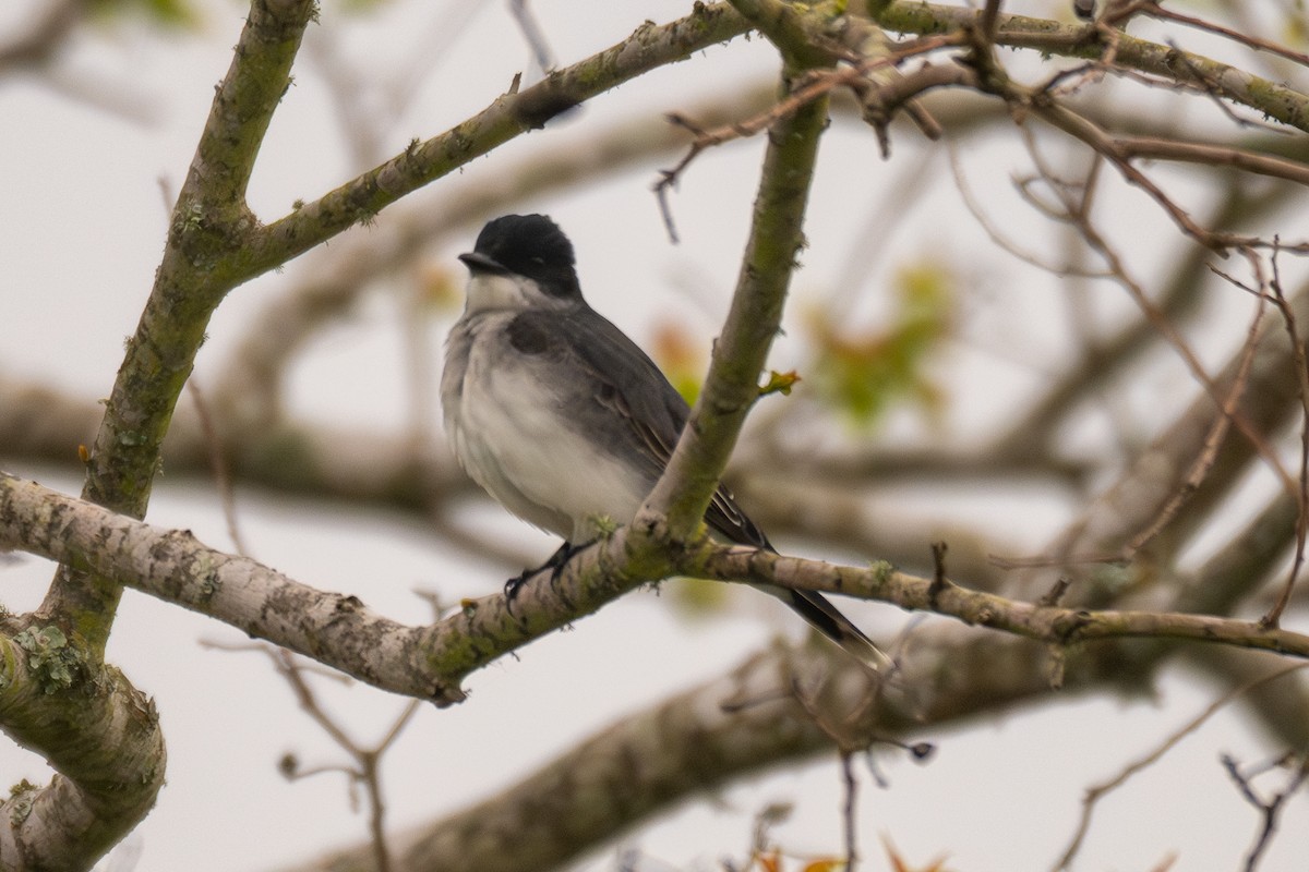 Eastern Kingbird - ML642144007