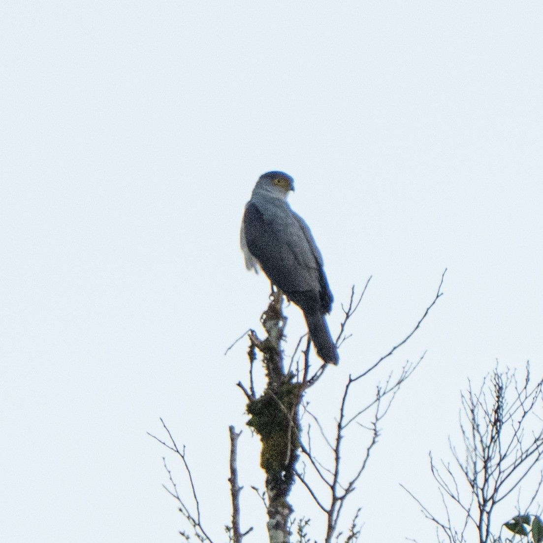 Bicolored Hawk - ML642144010